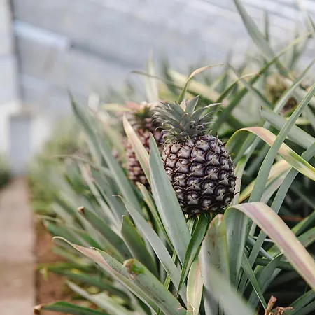 Nocleg ze śniadaniem Nature Retreat By Herdade Do Ananas