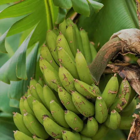 Nocleg ze śniadaniem Nature Retreat By Herdade Do Ananas 3*