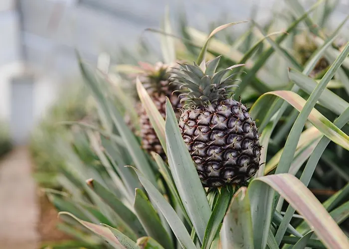Alojamento de Acomodação e Pequeno-almoço Nature Retreat By Herdade Do Ananás