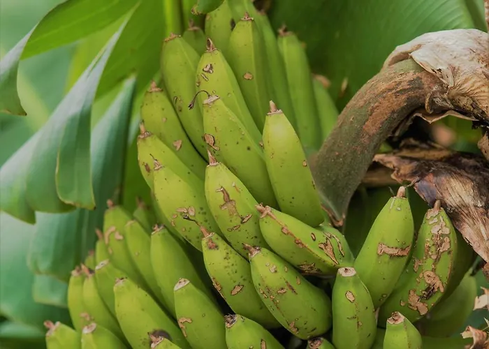 Alojamento de Acomodação e Pequeno-almoço Nature Retreat By Herdade Do Ananás 3*